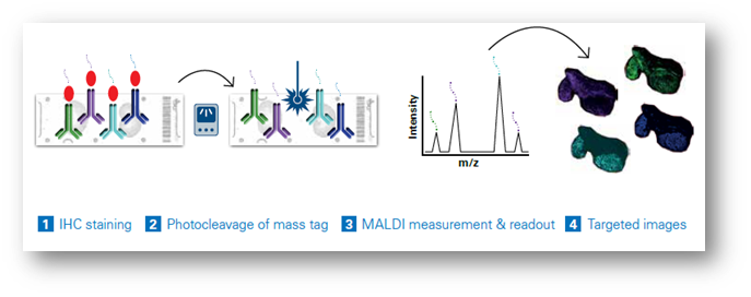 The MALDI HiPLEX-IHC workflow