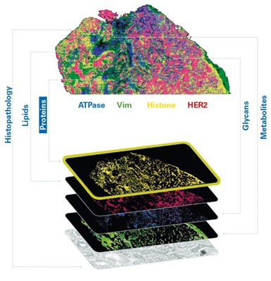 Tissue microenvironments.